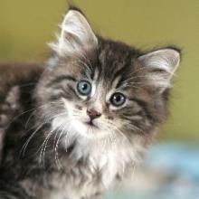 Spécial chatons