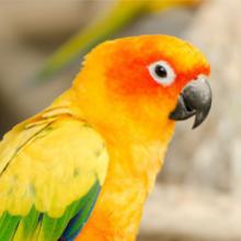 Nos oiseaux