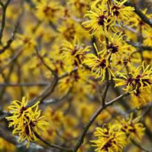 HAMAMELIS MOLLIS