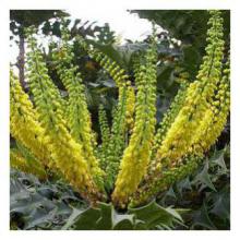 MAHONIA WINTER SUN