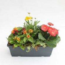 Jardinière 5 plantes