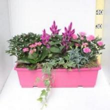 Jardinière 6 plantes