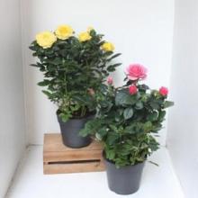 Rosiers
