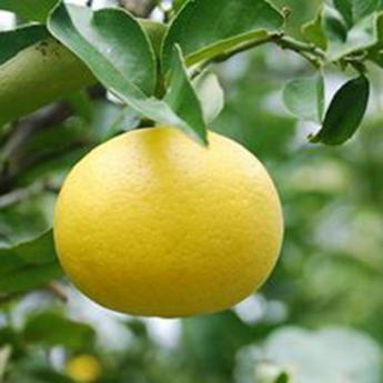 Pomelo