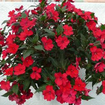 Sunpatiens Compact Red