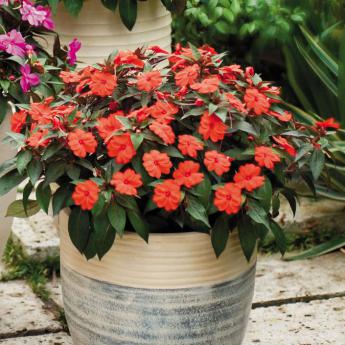 Sunpatiens Compact Orange