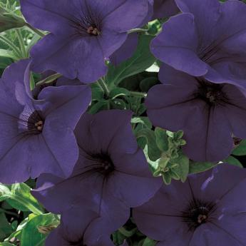 Surfinia Violet Surfinia Violet