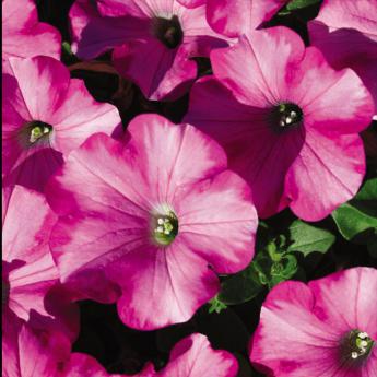 Raspberry Blast Pw® Raspberry Blast Pw®