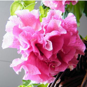 Conchita Doble Pink Pw®