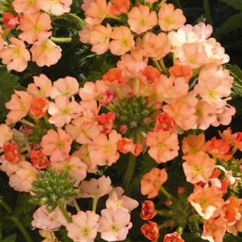 Ret. Estrella Peach