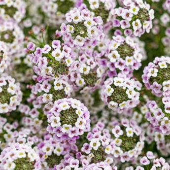 Lobularia (Alyssum) Princess In Purple