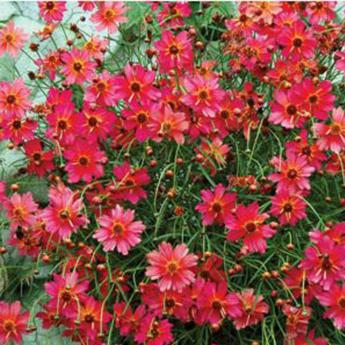 Coreopsis Rum Punch