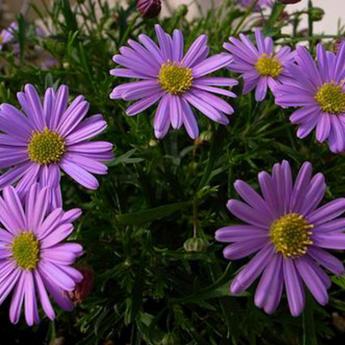 Brachyscome Multifida Mauve Delight