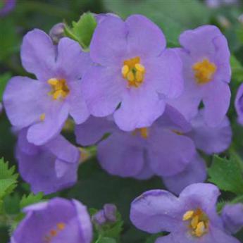 Bacopa Suteranova Everest Blue Pw®
