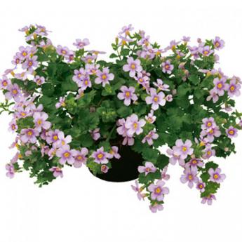 Bacopa Suteranova Big Pink Pw ®