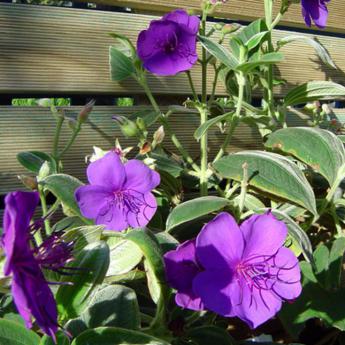 Tibouchina Urvilleana