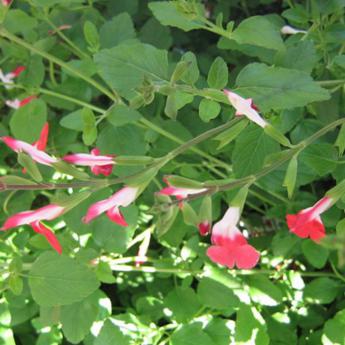 Salvia Hot Lips