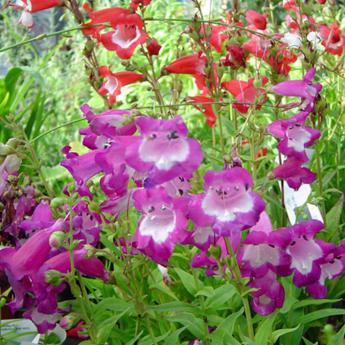 Penstemon Violet