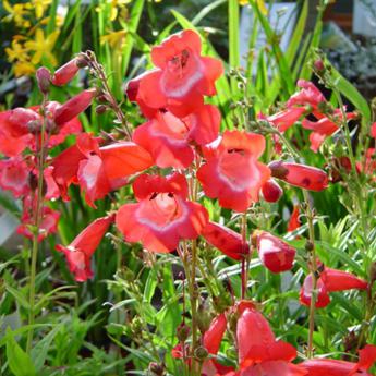 Penstemon Rouge