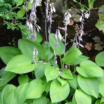 Hosta
