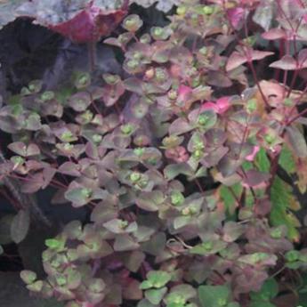 Euphorbia Dulcis Chameleon