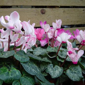 Cyclamen Heterifolium