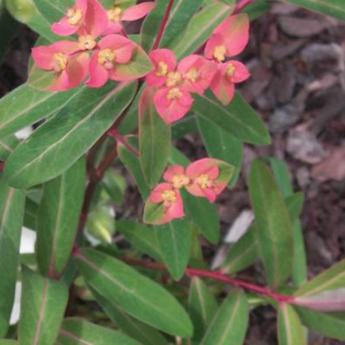 Euphorbia Griffithii Fire Glow