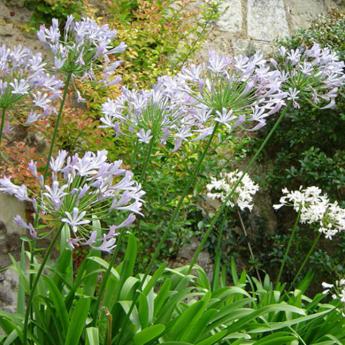 Agapanthus Hybride