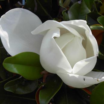 Grandiflora Galissoniensis