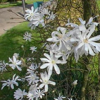 Stellata