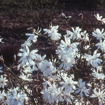 Stellata Waterlily