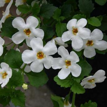 Bacopa Suteranova White