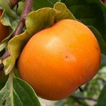 Muscat