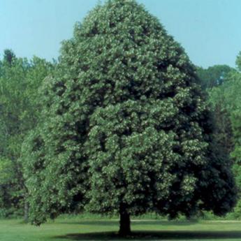 Tilia Tomentosa