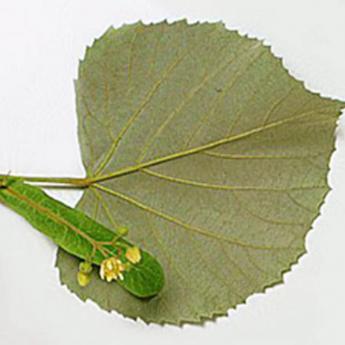 Tilia Tomentosa