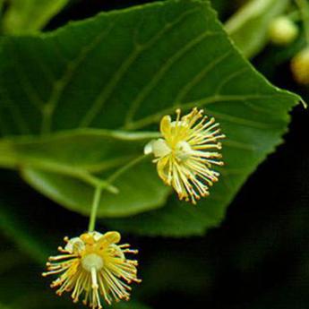 Tilia Platyphillos