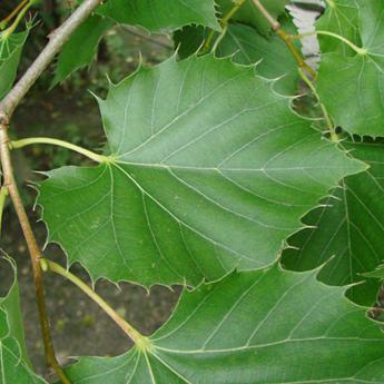 Tilia Henryana