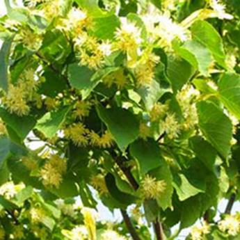 Tilia Euchlora