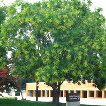 Sophora Japonica