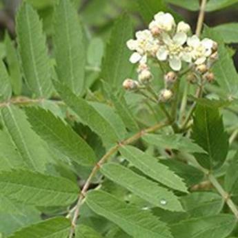 Sorbus Domestica