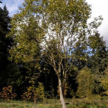 Salix Caprea Salix Caprea