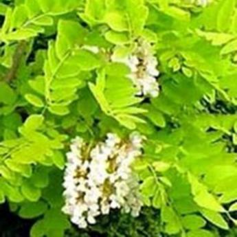 Robinia Pseudoacacia Frisia