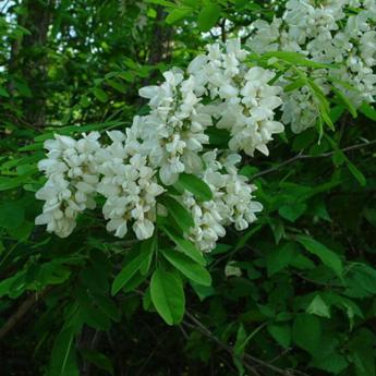 Robinia Pseudoacacia