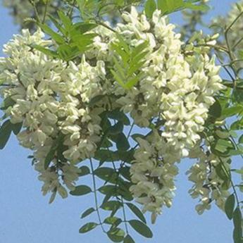 Robinia Pseudoacacia