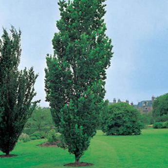 Quercus Robur Fastigiata
