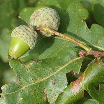 Quercus Robur