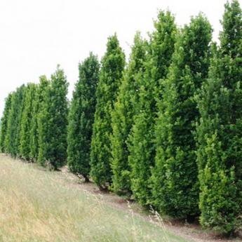 Quercus Fastigiata Koster