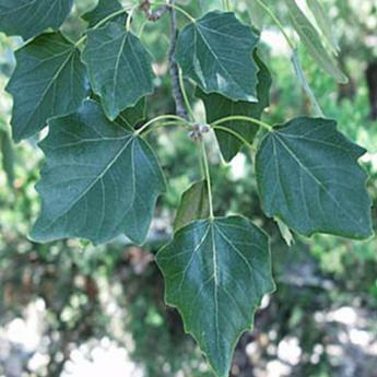Populus Alba Pyramidalis