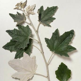 Populus Alba