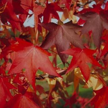 Liquidambar Styraciflua Liquidambar Styraciflua
